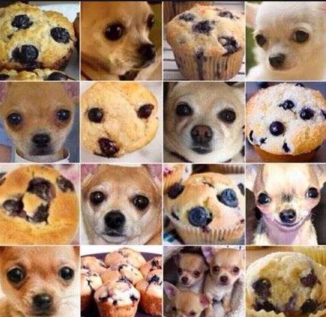 Chihuahua or Muffin.JPG